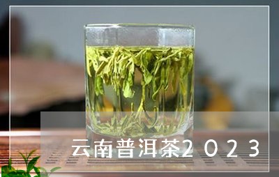 云南普洱茶2023/2023120538383