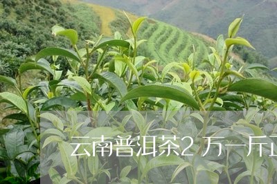 云南普洱茶2万一斤正宗吗/2023112528470