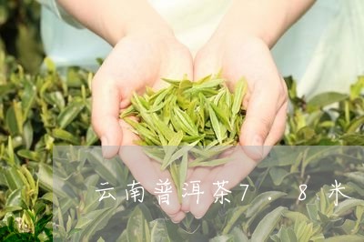 云南普洱茶7.8米/2023071125271