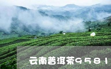 云南普洱茶9581/2023112459514