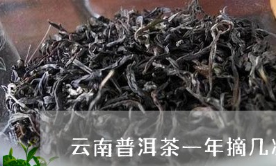 云南普洱茶一年摘几次/2023072391614