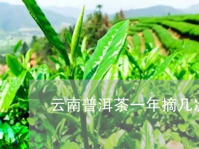 云南普洱茶一年摘几次/2023092763716