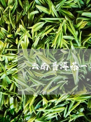 云南普洱茶一年的产量/2023092806170