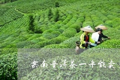 云南普洱茶一年能卖多少钱/2024010451613