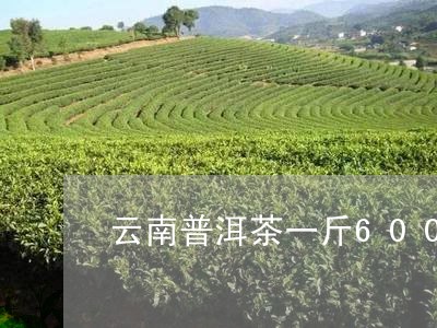 云南普洱茶一斤600/2023062242705