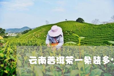 云南普洱茶一条装多少盒/2023103104935