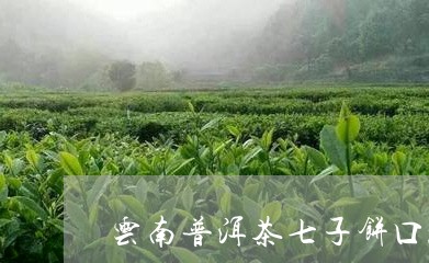 云南普洱茶七子饼口感/2023062026159