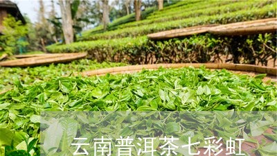 云南普洱茶七彩虹/2023110572693