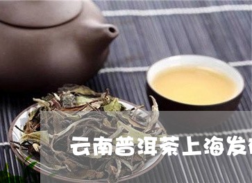 云南普洱茶上海发布会/2023093020491