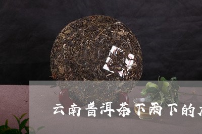 云南普洱茶下雨下的大/2023093011682