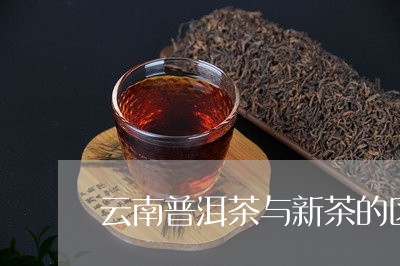 云南普洱茶与新茶的区别/2023120782817