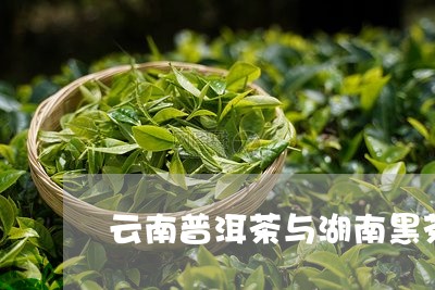 云南普洱茶与湖南黑茶/2023080369282