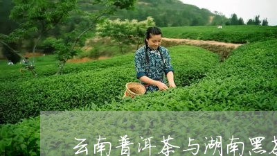 云南普洱茶与湖南黑茶/2023100752704