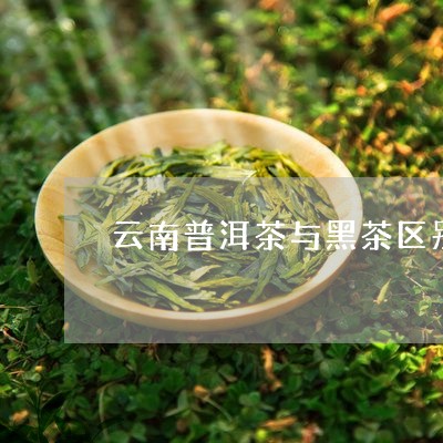 云南普洱茶与黑茶区别/2023100719161