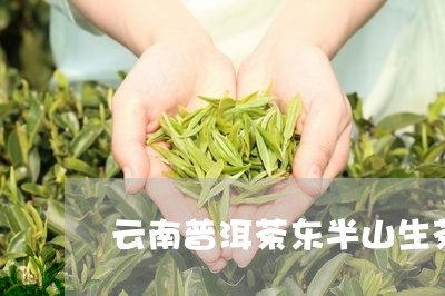 云南普洱茶东半山生茶/2023120631603