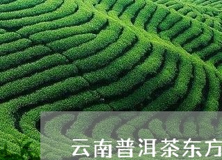 云南普洱茶东方选/2023120544836