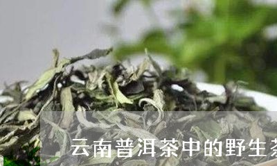 云南普洱茶中的野生茶/2023100708250