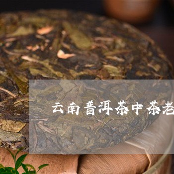 云南普洱茶中茶老茶/2023091407489