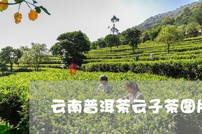 云南普洱茶云子茶图片/2023080346169