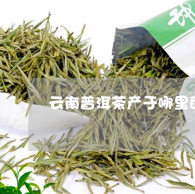 云南普洱茶产于哪里的茶/2023112441694