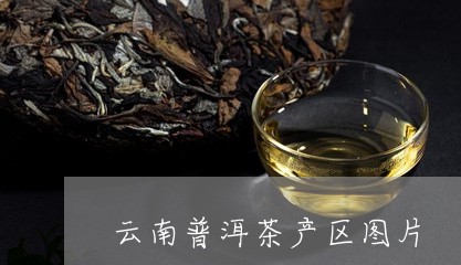 云南普洱茶产区图片/2023070840681