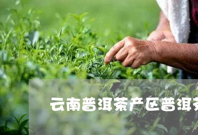 云南普洱茶产区普洱茶的品类/2023052750575