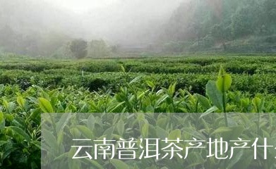 云南普洱茶产地产什么茶叶/2023082819594