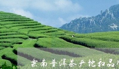 云南普洱茶产地和品牌/2023080248250