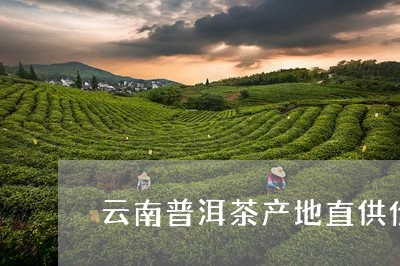 云南普洱茶产地直供价格是多少/2023082841037