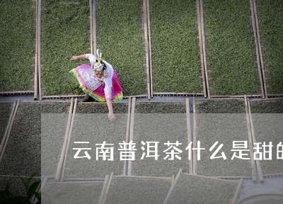 云南普洱茶什么是甜的/2023072431825