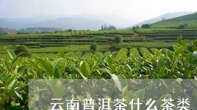 云南普洱茶什么茶类/2023091469385