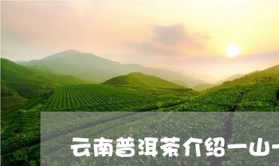 云南普洱茶介绍一山一味/2023112719169