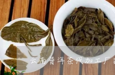 云南普洱茶代加工厂家/2023092822604