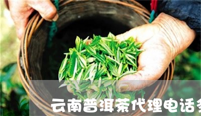 云南普洱茶代理电话多少/2023102553837