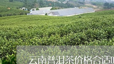 云南普洱茶价格合适吗/2023080203946