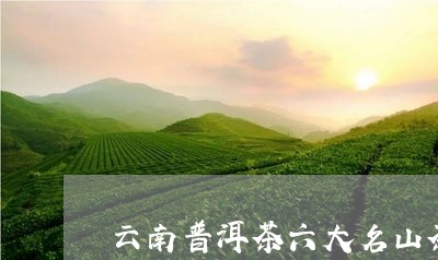 云南普洱茶六大名山茶/2023092627281