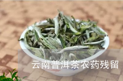 云南普洱茶农药残留/2023062818252