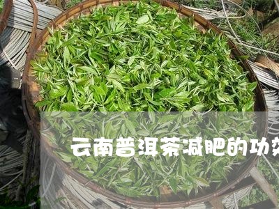 云南普洱茶减肥的功效/2023080197572