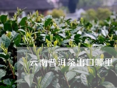 云南普洱茶出口哪里/2023070935269