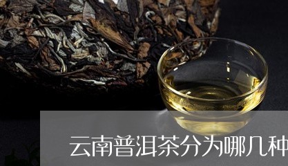 云南普洱茶分为哪几种/2023062188383