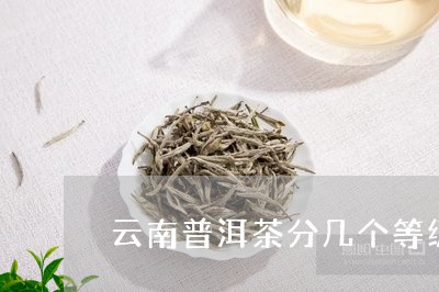 云南普洱茶分几个等级/2023100621583