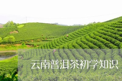 云南普洱茶初学知识/2023070874924