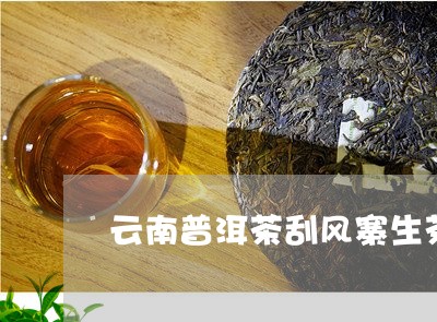 云南普洱茶刮风寨生茶/2023101728404