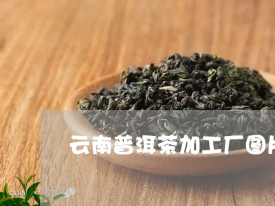 云南普洱茶加工厂图片/2023062315159