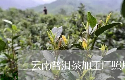 云南普洱茶加工厂照片/2023062191695