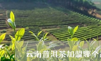 云南普洱茶加盟哪个品牌好/2023051070373