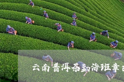 云南普洱茶勐海班章古树茶/2023102592738