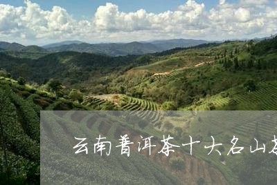 云南普洱茶十大名山茶/2023092691794