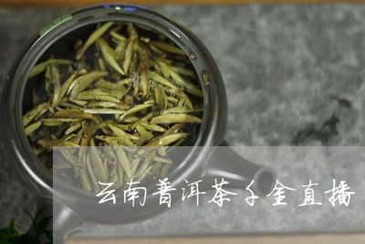 云南普洱茶千金直播/2023120438269