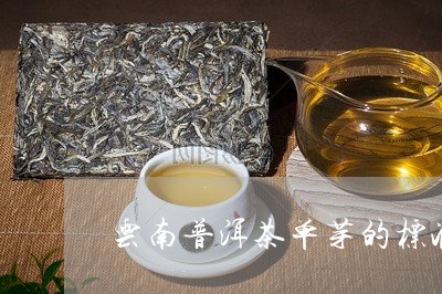 云南普洱茶单芽的标准/2023062383815